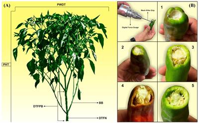 Marker-trait association analysis for easy fruit destemming and mechanical harvestability traits in New Mexican chile pepper (Capsicum annuum L.)